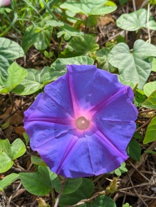 Picture of a morning glory flower